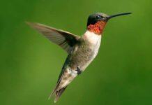 CHIM RUỒI Chim ruồi