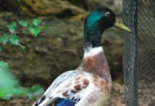 Các giống vịt di sản Vịt Welsh Harlequin