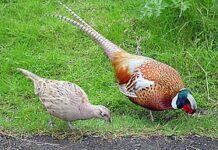 Nuôi chim trĩ kiếm lời Giống chim trĩ