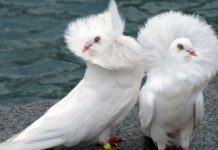 Hướng dẫn nuôi chim bồ câu tốt nhất cho người mới bắt đầu Chim bồ câu