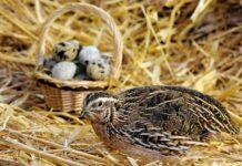 Thức ăn tự làm để vỗ béo chim cút Vỗ béo chim cút