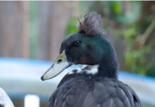 Giống vịt bầu Giống vịt bầu