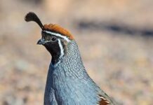 5 giống cút tốt nhất cho người nuôi Chim cút