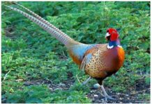 Chim trĩ và chim cút Chim tr