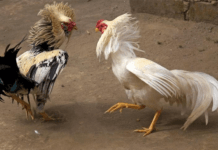 Kinh nghiệm siết cơ cho gà đá đủ ký trước khi tham gia đá gà trực tiếp